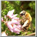 Andrena fuscipes - Heidekraut-Sandbiene w04.jpg